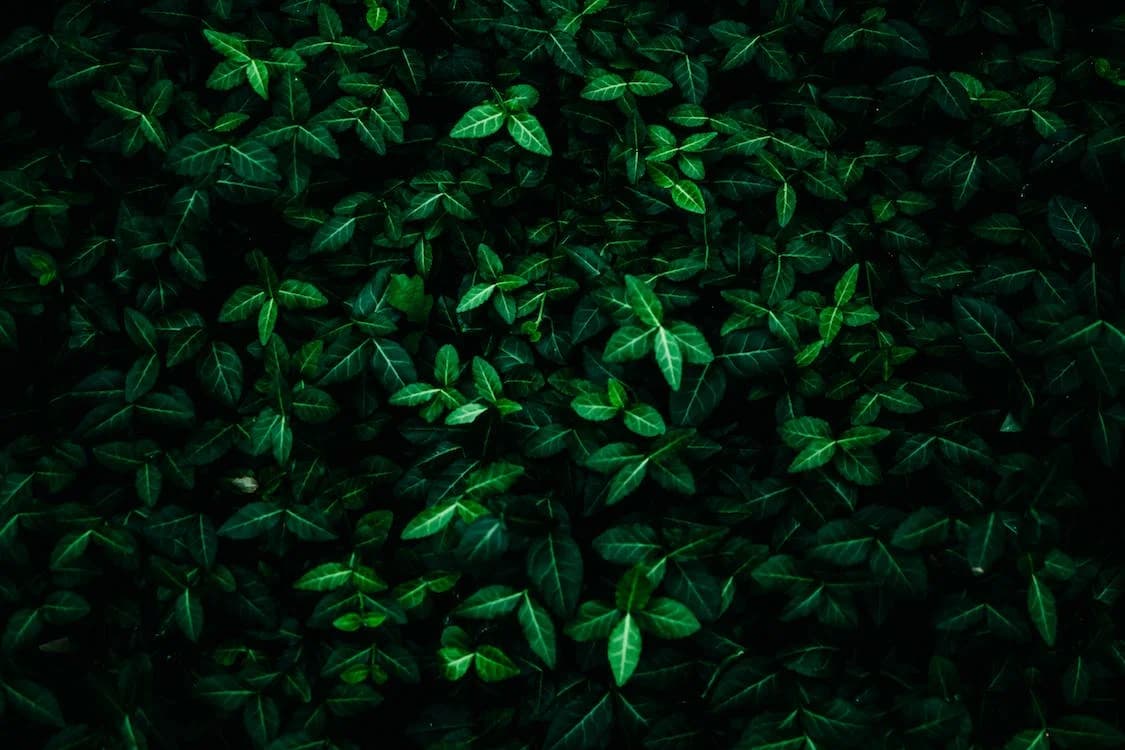 dark leaves